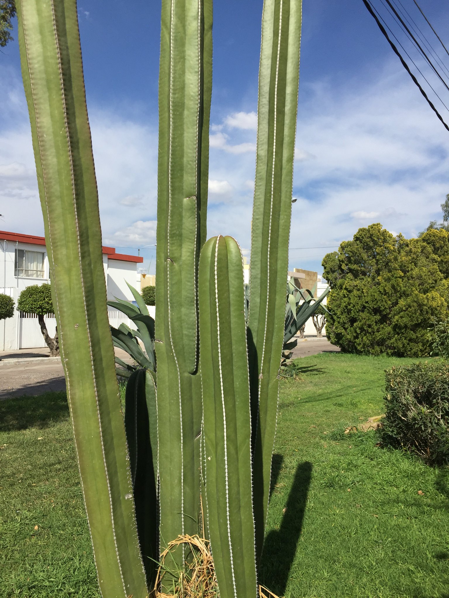 Pachycereus marginatus